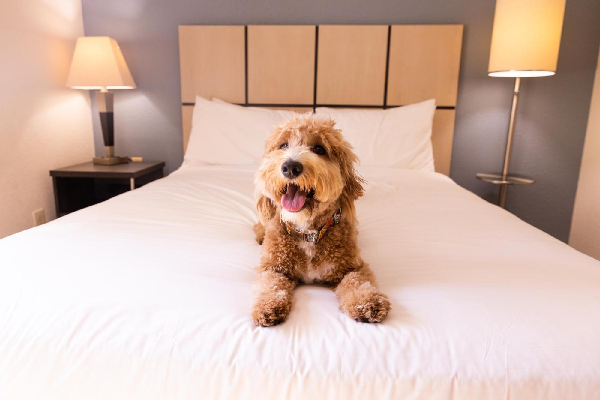 Sonesta Simply Suites Memphis East Poplar Pike Ngoại thất bức ảnh